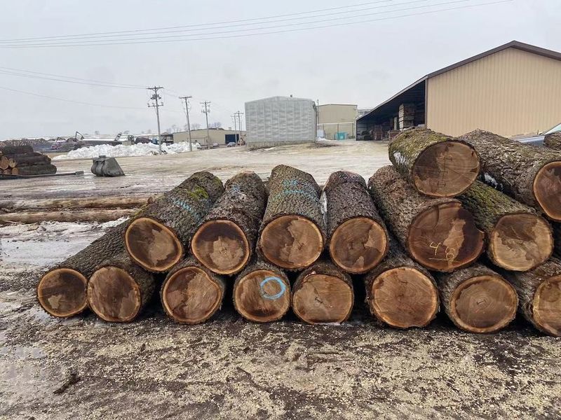 Chiny Dongguan Yinghui Wood Industry Co., Ltd. profil firmy